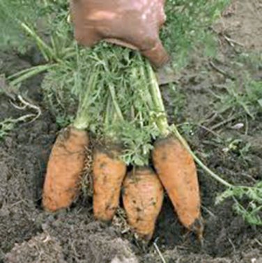 CARROT, DANVERS HALF LONG, HEIRLOOM, ORGANIC 25+ SEEDS, TASTY CARROT FOR SALADS
