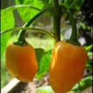 PEPPER, HABENERO ORANGE ,HEIRLOOM, ORGANIC 20+ SEEDS, SPICY GREAT FRESH N COOKED