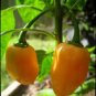 PEPPER, HABENERO ORANGE ,HEIRLOOM, ORGANIC 20+ SEEDS, SPICY GREAT FRESH N COOKED