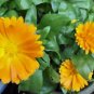 CALENDULA 100+ SEEDS ORGANIC NEWLY HARVESTED