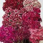 SWEET WILLIAM 100+ SEEDS ORGANIC, BEAUTIFUL CLUSTERS OF FLOWERS
