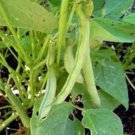 BEAN, TOP CROP BUSH, HEIRLOOM, ORGANIC 20+ SEEDS, GREAT TASTING FRESH OR COOKED