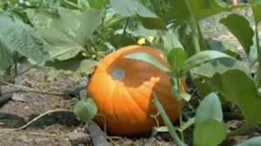 PUMPKIN, JACK O LANTERN, HEIRLOOM, ORGANIC, 25+ SEEDS,  PERFECT CARVING PUMPKIN