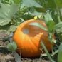 PUMPKIN, JACK O LANTERN, HEIRLOOM, ORGANIC, 25+ SEEDS, PERFECT CARVING PUMPKIN