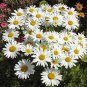 SHASTA DAISY 25+ SEEDS ORGANIC, BEAUTIFUL BRIGHT WHITE/YELLOW FLOWER