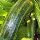 SQUASH, SUMMER COCOZELLE, HEIRLOOM, ORGANIC, 25+ SEEDS, GREAT FOR COOKING, SALAD