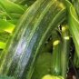 SQUASH, SUMMER COCOZELLE, HEIRLOOM, ORGANIC, 25+ SEEDS, GREAT FOR COOKING, SALAD