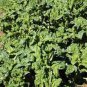 SPINACH, BLOOMSDALE LONG STANDING, HEIRLOOM, ORGANIC 25+ SEEDS, GREAT FOR SALADS