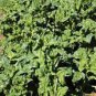 SPINACH, BLOOMSDALE LONG STANDING, HEIRLOOM, ORGANIC 25+ SEEDS, GREAT FOR SALADS