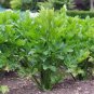 CELERY, UTAH TALL, 25+ SEEDS HEIRLOOM ORGANIC, CRISP SWEET FLAVOR GREAT TASTING