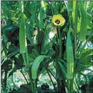 OKRA, , CLEMSON,  HEIRLOOM, ORGANICLY GROWN 25+ SEEDS