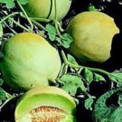 HONEY DEW MELLON , HONEY DEW GREEN SWEET,  HEIRLOOM, ORGANIC 25+ SEEDS,DELICIOUS