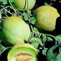 HONEY DEW MELLON , HONEY DEW GREEN SWEET, HEIRLOOM, ORGANIC 25+ SEEDS,DELICIOUS
