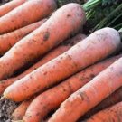 CARROT, SCARLET NANTES, HEIRLOOM, ORGANIC 25+ SEEDS, TASTY CARROT FOR SNACKS