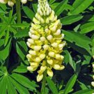 LUPINE, GOLDEN YELLOW, 20+ SEEDS, ORGANIC, BEAUTIFUL GOLDEN FLOWERS, SEEDS