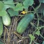 CUCUMBER, , NATIONAL PICKLING, HEIRLOOM, ORGANIC 25+ SEEDS, GREAT FOR PICKLING