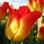 BULB, TULIP, APERTIF, BEAUTIFUL PERENNIAL TULIP BULBS, YELLOW / ORANGE FLOWERS
