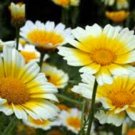 GARLAND DAISY 100+ SEEDS ORGANIC NEWLY HARVESTED