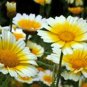 GARLAND DAISY 100+ SEEDS ORGANIC NEWLY HARVESTED