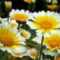 GARLAND DAISY 100+ SEEDS ORGANIC NEWLY HARVESTED