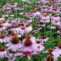 PURPLE CONEFLOWERS 100+ SEEDS ORGANIC NEWLY HARVESTED