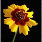 PLAINS COREOPSIS 100+ SEEDS ORGANIC NEWLY HARVESTED