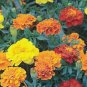 FRENCH MERIGOLD 100+ SEEDS ORGANIC NEWLY HARVESTED