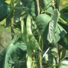 BEAN, ROMANO POLE BEAN, HEIRLOOM, ORGANIC 20+ SEEDS, A TERRIFIC TASTY CRISP BEAN