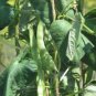 BEAN, ROMANO POLE BEAN, HEIRLOOM, ORGANIC 20+ SEEDS, A TERRIFIC TASTY CRISP BEAN