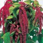 LOVE LIES BLEEDING 100+ SEEDS ORGANIC NEWLY HARVESTED