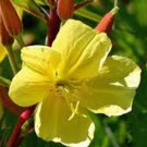 EVENING PRIMROSE 100+ SEEDS ORGANIC NEWLY HARVESTED