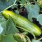 CUCUMBER, , LONG GREEN IMPROVED, HEIRLOOM, ORGANIC 25+ SEEDS, GREAT FOR SALADS