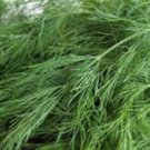 DILL, BOUQUET, HEIRLOOM, ORGANICLY GROWN 25+ SEEDS