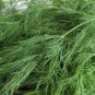 DILL, BOUQUET, HEIRLOOM, ORGANICLY GROWN 25+ SEEDS
