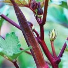 OKRA, RED BURGANDY,  HEIRLOOM, ORGANIC 25+ SEEDS, TASTY HEALTHY  RED VEGGIE