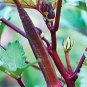 OKRA, RED BURGANDY,  HEIRLOOM, ORGANIC 25+ SEEDS, TASTY HEALTHY  RED VEGGIE