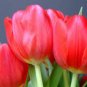 BULB, TULIP, RED IMPRESSION, PURE BRIGHT RED PERENNIAL TULIP BULBS, RED FLOWERS