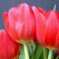 BULB, TULIP, RED IMPRESSION, PURE BRIGHT RED PERENNIAL TULIP BULBS, RED FLOWERS