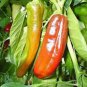 PEPPER, ANAHEIM, HEIRLOOM, ORGANIC 25+ SEEDS, MILDLY SPICY GREAT FRESH OR DRIED
