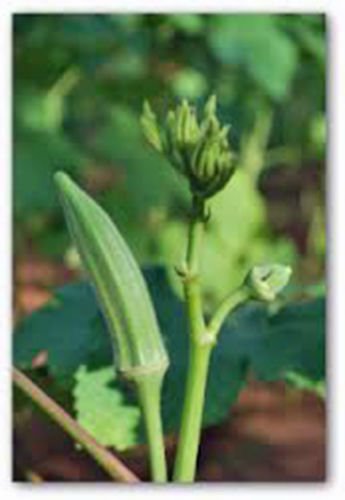 OKRA, PERKINS LONG POD,  HEIRLOOM, ORGANIC 25+ SEEDS, GREAT VARIETY FOR COOKING
