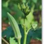 OKRA, PERKINS LONG POD, HEIRLOOM, ORGANIC 25+ SEEDS, GREAT VARIETY FOR COOKING