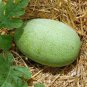 WATERMELLON, CHARLESTON GREY,  HEIRLOOM, ORGANIC 25+ SEEDS, LARGE & SUPER SWEET