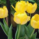 BULB, TULIP, SUNNY YELLOW, BRIGHT YELLOW PERENNIAL TULIP BULBS, YELLOW  FLOWERS