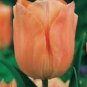 BULB, TULIP, APRICOT IMPRESSION, PERENNIAL TULIP BULBS, HUGE APRICOT FLOWERS