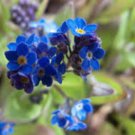 FORGET ME NOT 100+ SEEDS ORGANIC NEWLY HARVESTED