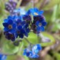FORGET ME NOT 100+ SEEDS ORGANIC NEWLY HARVESTED