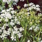 CARRAWAY, HERB 100+ SEEDS ORGANIC, CAN USE SEEDS, PLANT AND ROOTS ON THIS HERB