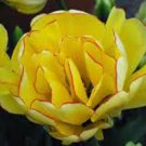 BULB, TULIPS, AKEBONO, DOUBLE GOLDEN PERENNIAL TULIP BULBS, GOLDEN FLOWERS