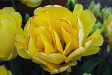 BULB, TULIPS, AKEBONO, DOUBLE GOLDEN PERENNIAL TULIP BULBS, GOLDEN FLOWERS
