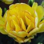 BULB, TULIPS, AKEBONO, DOUBLE GOLDEN PERENNIAL TULIP BULBS, GOLDEN FLOWERS